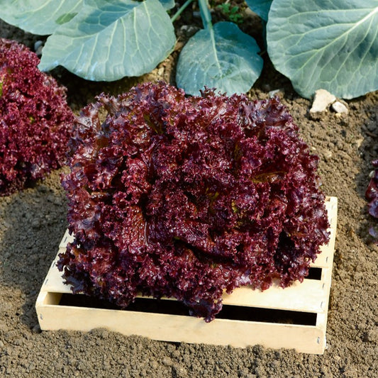 Pflücksalat ‘Lollo Rossa’ - Bakker