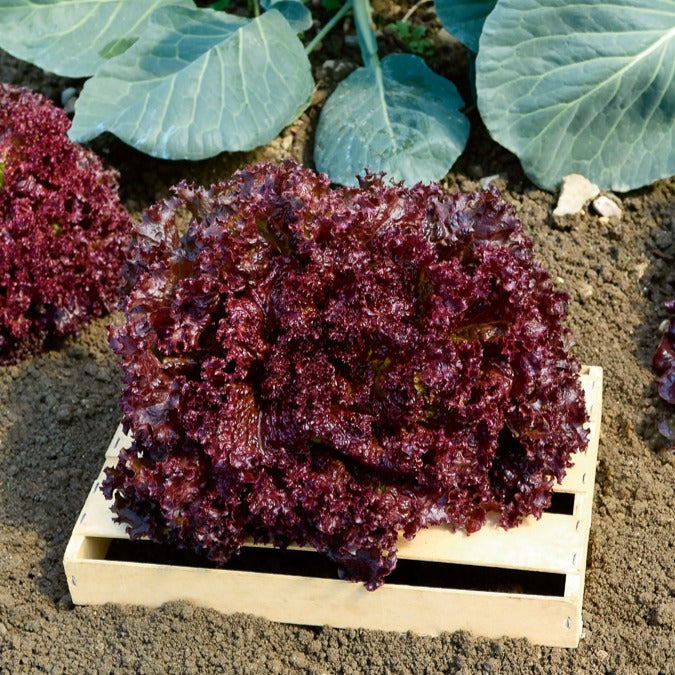 Salat-Kollektion ‘7 Monate’ - Coll. 7 mois de salades (reine mai, lollo rossa, coeur plein, blond - Bakker