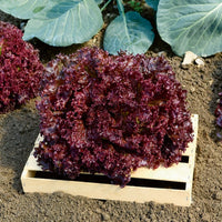 Collection salades à couper : Feuille de chêne, Lollo rossa, Red sala - Pflücksalat-Kollektion - Samen für Salate