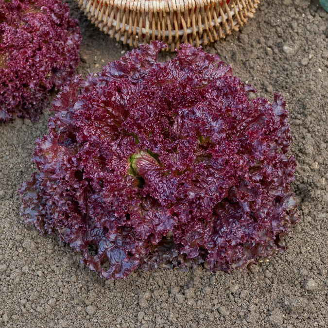 Pflücksalat ‘Lollo Rossa’ - Lactuca sativa lollo rossa - Bakker