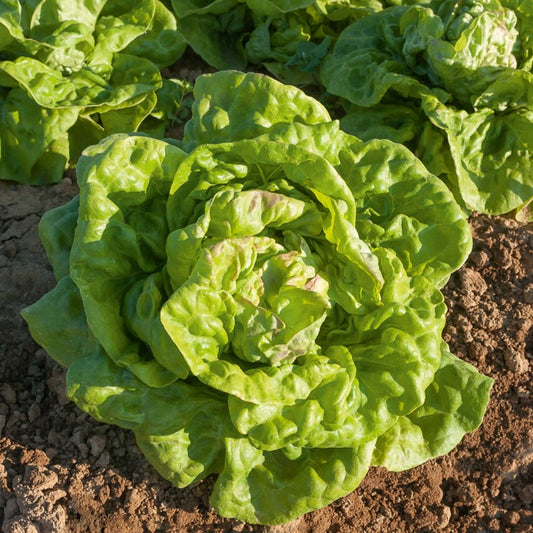 Kopfsalat ‘Reine de Mai’ - Bakker