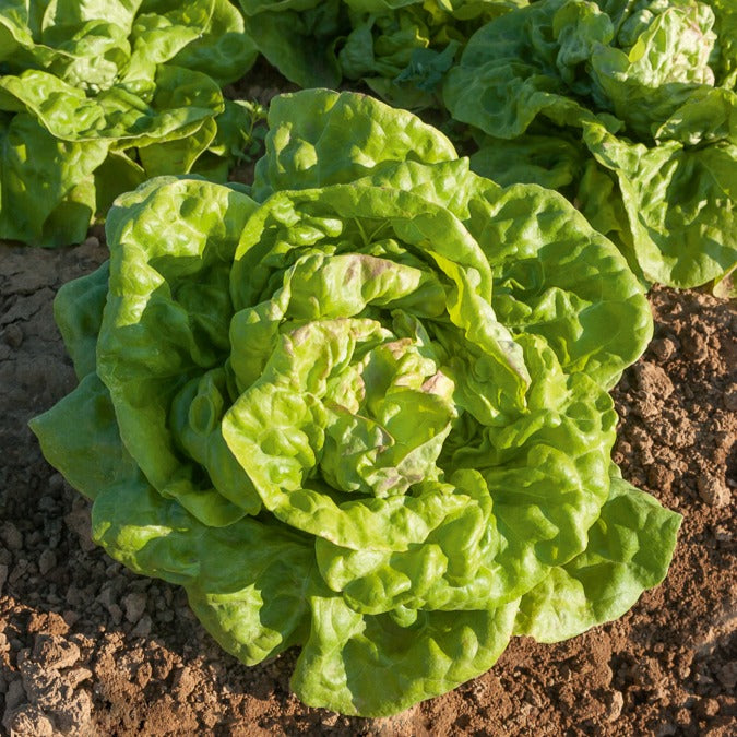 Samen für Salate - Salat-Kollektion ‘7 Monate’ - Coll. 7 mois de salades (reine mai, lollo rossa, coeur plein, blond
