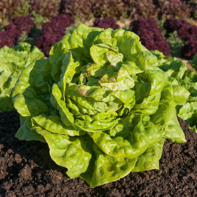 Kopfsalat ‘Reine de Mai’ - Lactuca sativa Reine de Mai - Bakker