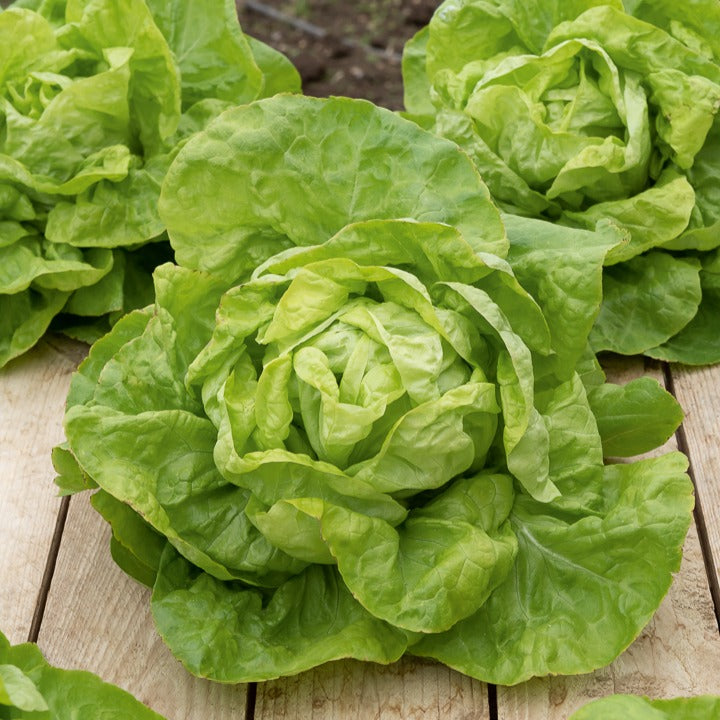 Kopfsalat ‘Val d’Orge’ - Bakker