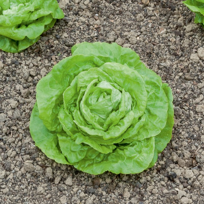 Kopfsalat ‘Gotte Jaune d’Or’ - Lactuca sativa gotte jaune d'or - Bakker