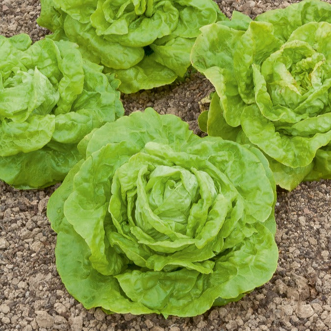 Kopfsalat ‘Gotte Jaune d’Or’ - Bakker