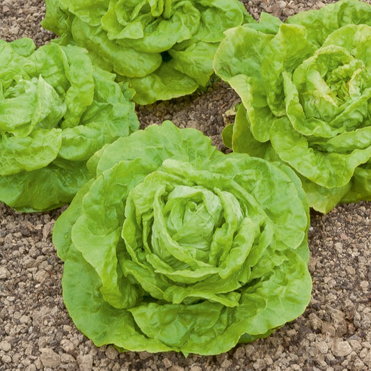 Kopfsalat ‘Gotte Jaune d’Or’ - Bakker