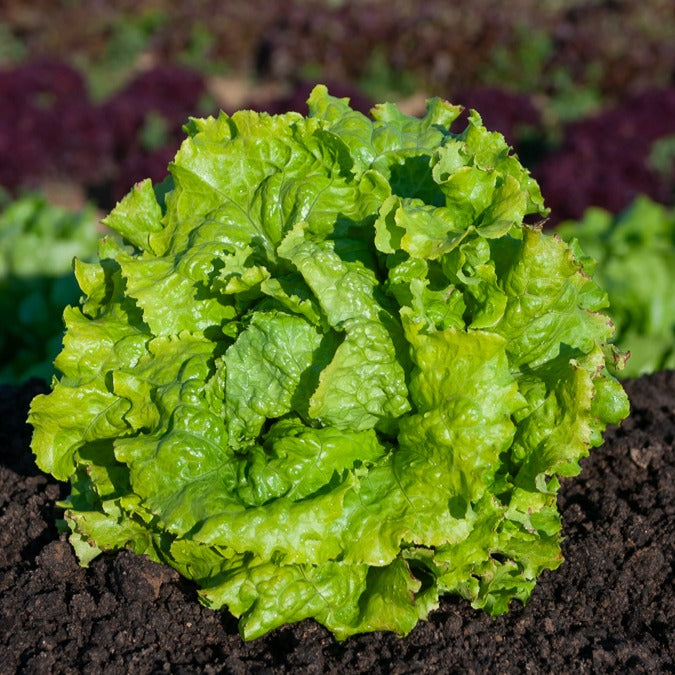 Samen für Salate - Batavia-Salat-Kollektion (x3) - Lactuca sativa Blonde de Paris, Rouge grenobloise, Dorée de printemps