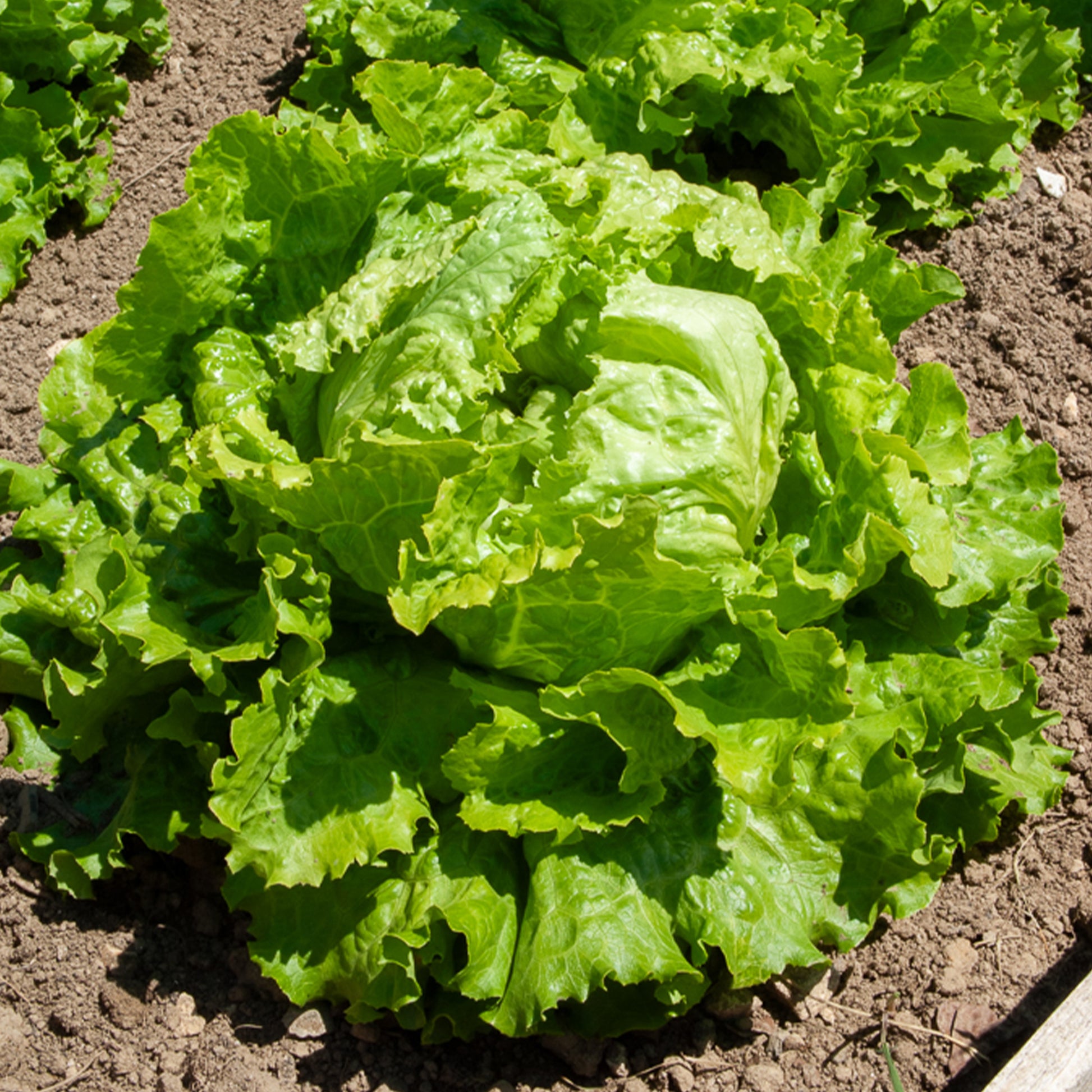 Bataviasalat ‘Dorée de printemps’ - Lactuca sativa capitata dorée de printemps (4 g) - Bakker
