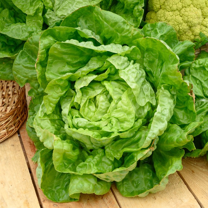 Kopfsalat Winterwunder - Bakker