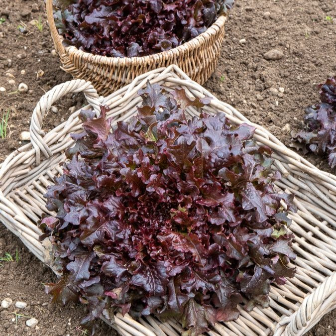 Eichblattsalat 'Red salad bowl' - Bakker