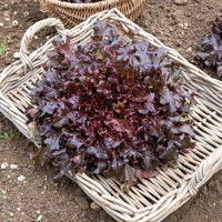 Samen für Salate - Pflücksalat-Kollektion - Collection salades à couper : Feuille de chêne, Lollo rossa, Red sala