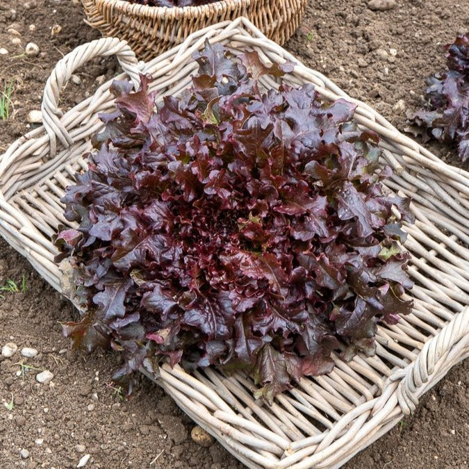 Samen für Salate - Pflücksalat-Kollektion - Collection salades à couper : Feuille de chêne, Lollo rossa, Red sala
