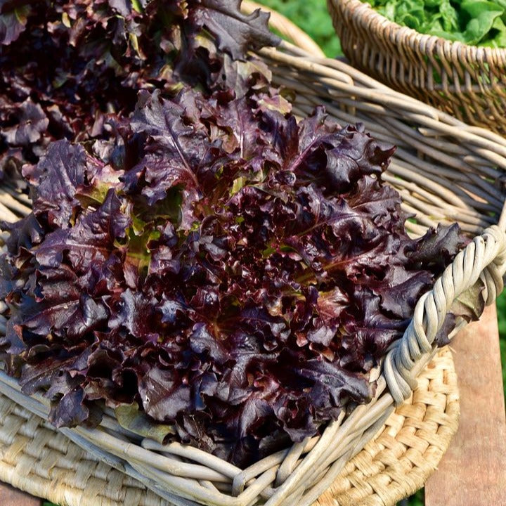 Eichblattsalat 'Red salad bowl' - Lactuca sativa red salad bowl - Bakker