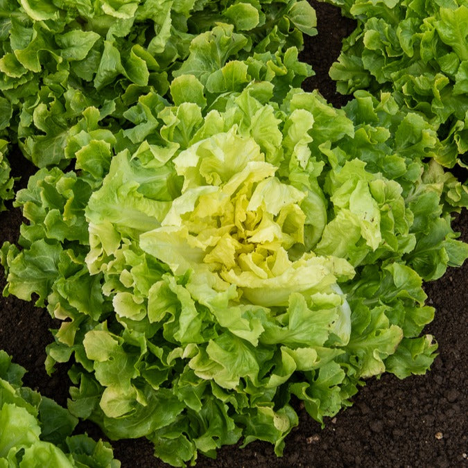 Coll. 7 mois de salades (reine mai, lollo rossa, coeur plein, blond - Salat-Kollektion ‘7 Monate’ - Samen für Salate