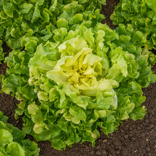 Endiviensalat ‘Blonde a cœur plein’ - Bakker