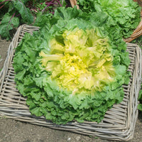 Endiviensalat ‘Geante Maraichere’ - Bakker