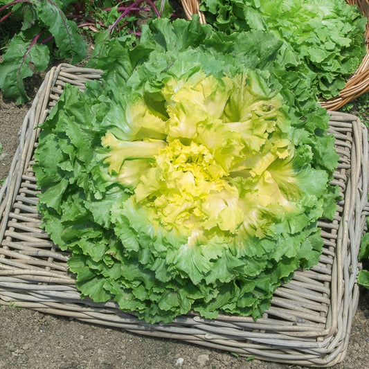 Endiviensalat ‘Geante Maraichere’ - Bakker