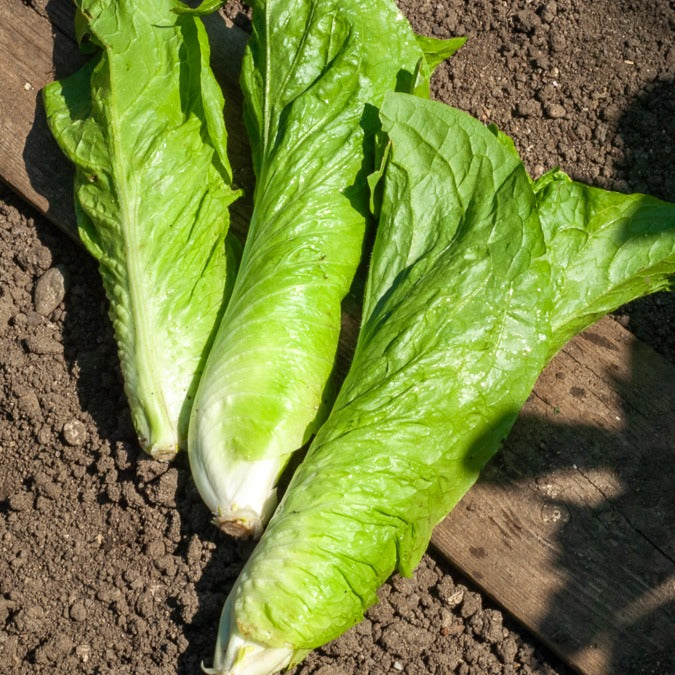 Zuckerhut-Chicorée ‘Amelioree’ - Cichorium  intybus améliorée pain de sucre - Bakker