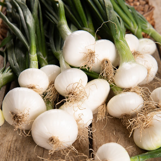 Silberzwiebel Barletta - Allium cepa barletta - Bakker