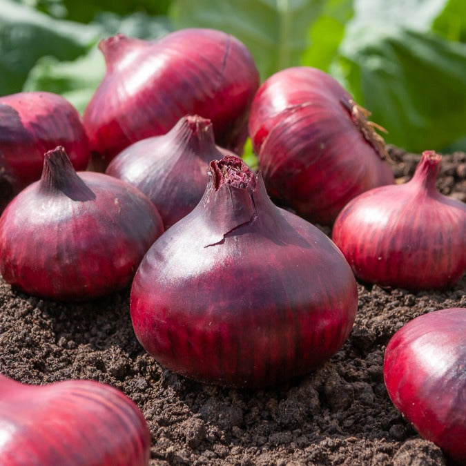 Speisezwiebel 'Braunschweiger Dunkelrot' - Allium cepa Rouge foncé de Brunswick - Bakker
