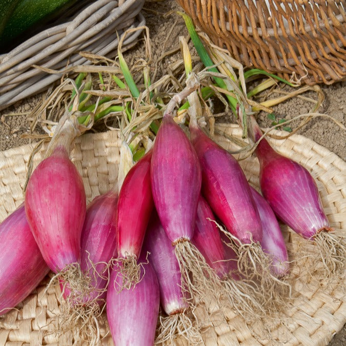 Rote, lange Zwiebel ‘Long de Florence’ - Allium cepa long de florence - Bakker