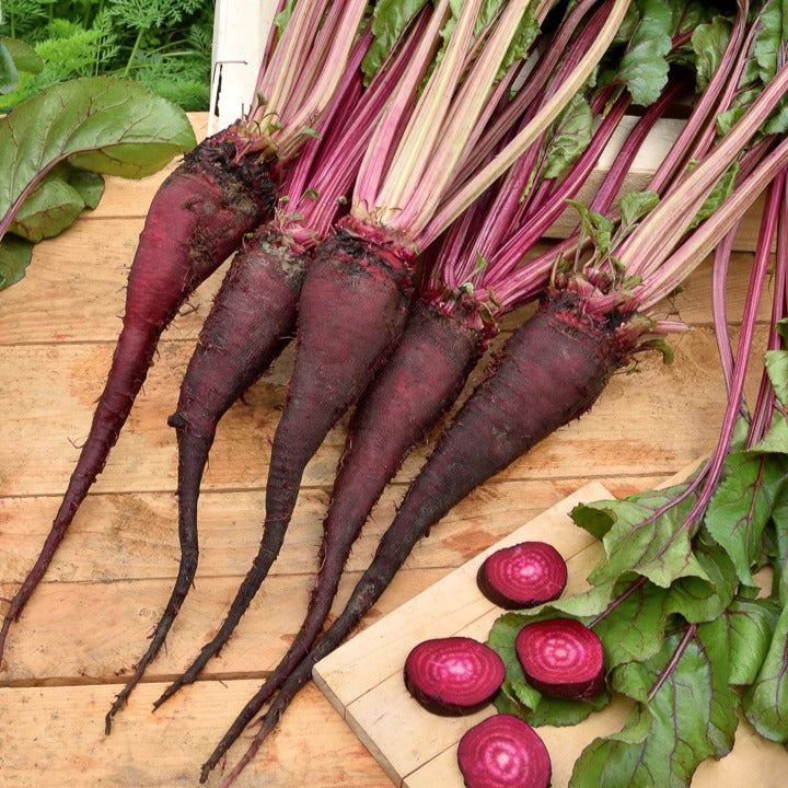 Rote Bete ‘Crapaudine’ - Bakker