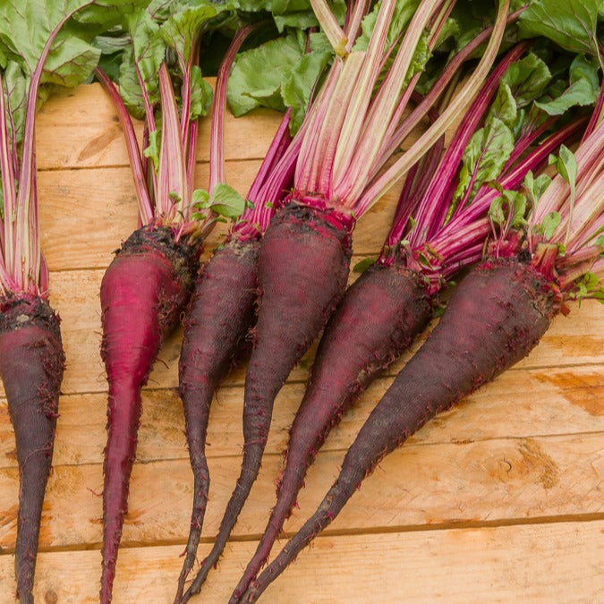 Rote Bete ‘Crapaudine’ - Beta vulgaris crapaudine - Bakker