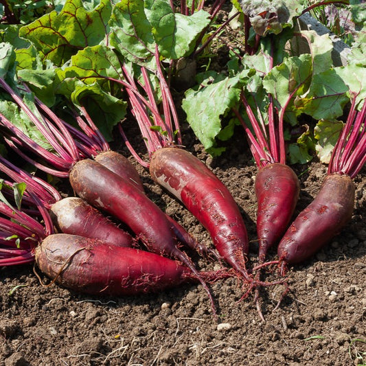Rote Bete ‘Cylindra’ - Bakker