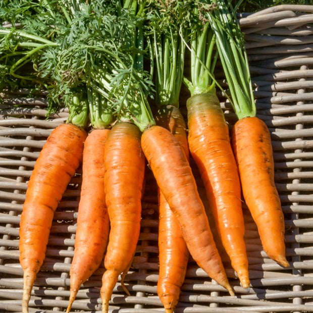 Daucus carota de Colmar à Coeur Rouge 2 - Möhre ‘De Colmar à cœur rouge 2’ - Samen für Karotten