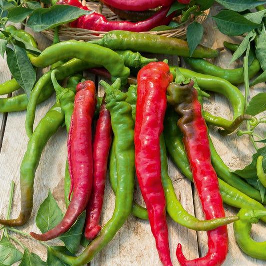 Paprika mild ‘Tres long des Landes’ - Bakker
