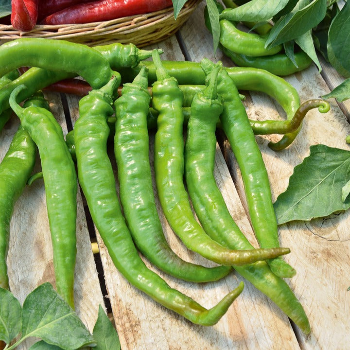 Paprika mild ‘Tres long des Landes’ - Capsicum annuum doux très long des landes - Bakker
