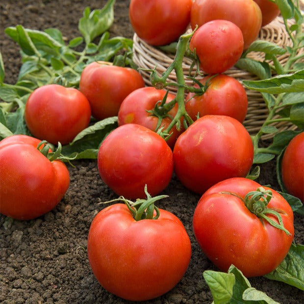 Tomate Montfavet 63/5 F1 - Solanum lycopersicum montfavet 63/5 f1 (obt. inra) - Bakker