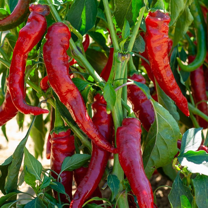 Cayennepfeffer - Capsicum annuum cayenne - Bakker