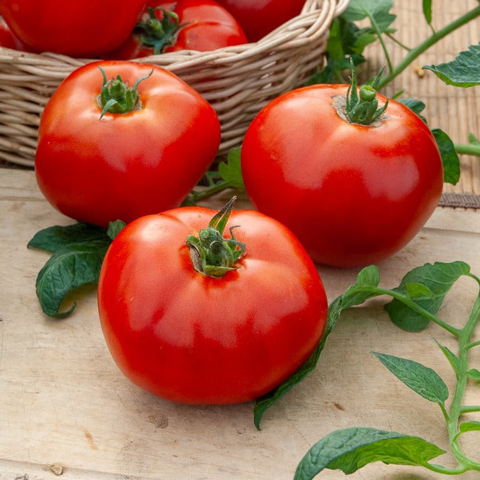 Samen für Tomaten - Tomaten-Kollektion (x4) - Collection 4 tomates : Rose de Berne, Roma, Merveille des marchés, Sw