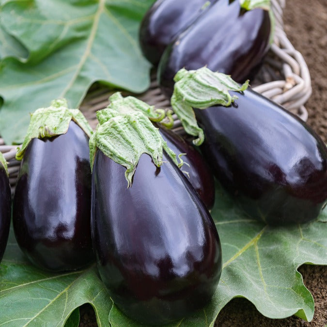 Aubergine Bonica F1 - Bakker