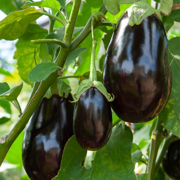 Solanum melongena bonica f1 - Aubergine Bonica F1 - Solanum melongena - Aubergine