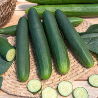 Gurke Tanja - Cucumis sativus tanja - Bakker