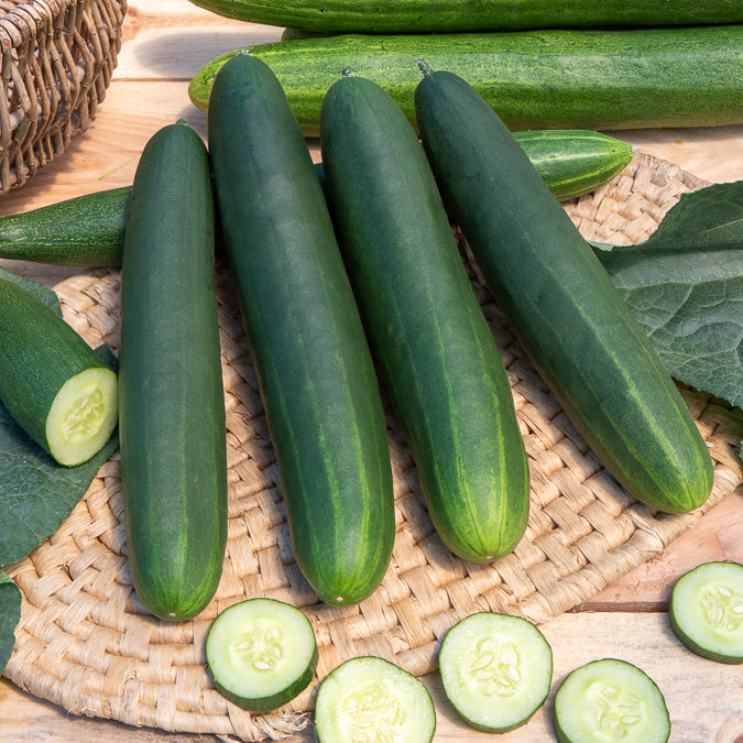 Gurke Tanja - Cucumis sativus tanja - Bakker