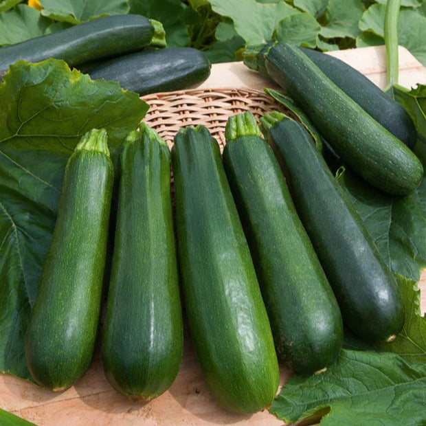 Saatgut-Kollektion für Gemüsegarten (x7) -  - Bakker