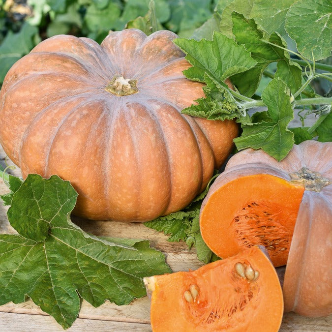 Moschuskürbis ‘Musquée de Provence’ - Cucurbita moschata musquée de provence - Bakker
