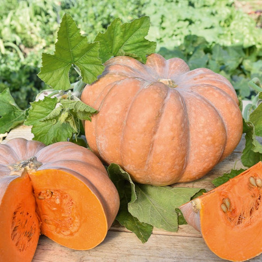 Moschuskürbis ‘Musquée de Provence’ - Bakker