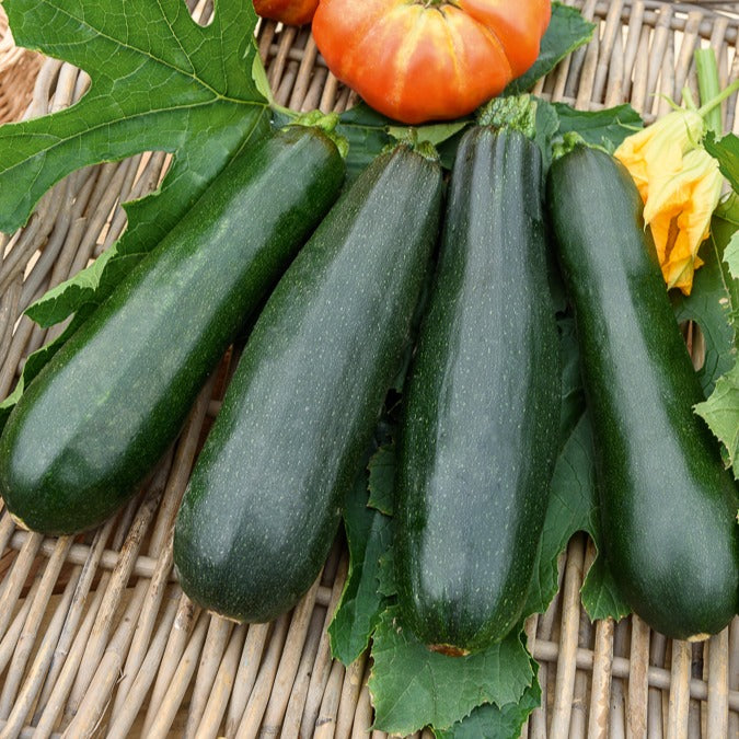Cucurbita pepo  black beauty - Zucchini Black Beauty - Samen für Zucchini