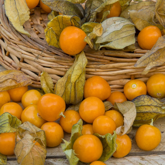Physalis peruviana - Kapstachelbeere - Samen für den Gemüsegarten