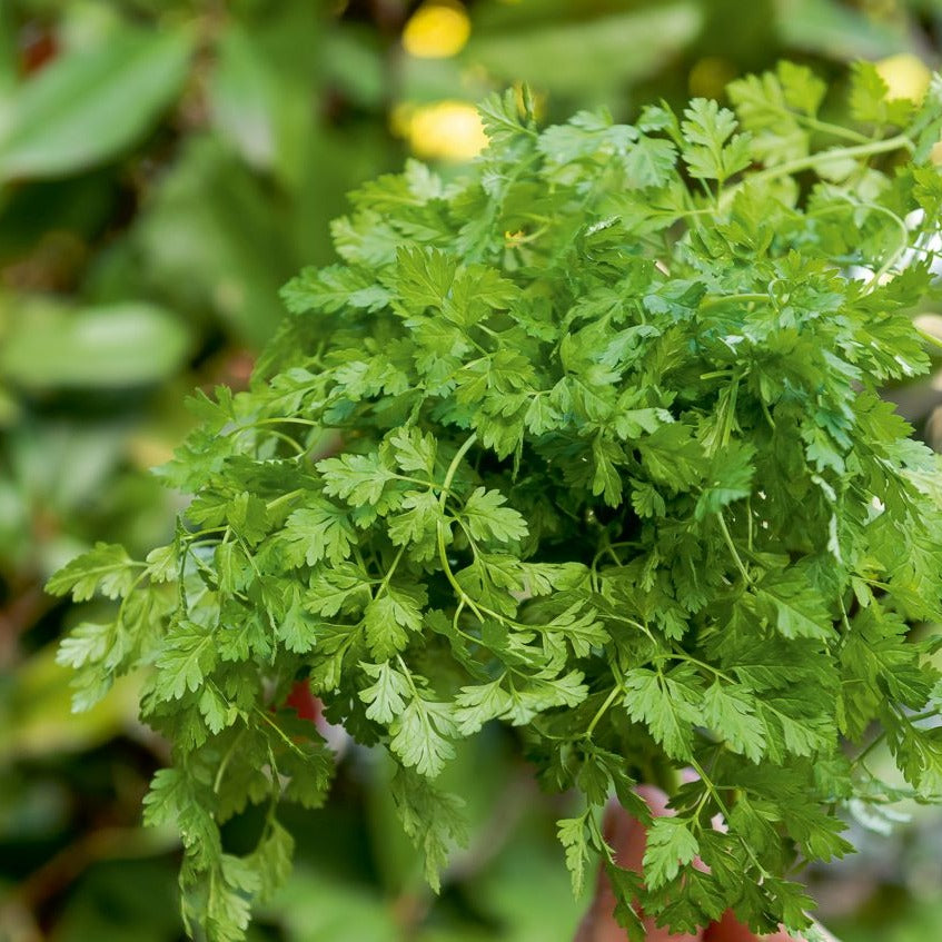 Gartenkerbel - Anthriscus cerefolium - Bakker