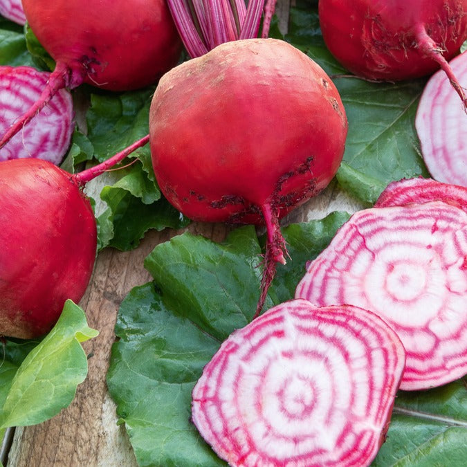 Rote Bete Chioggia - Beta vulgaris chioggia - Bakker