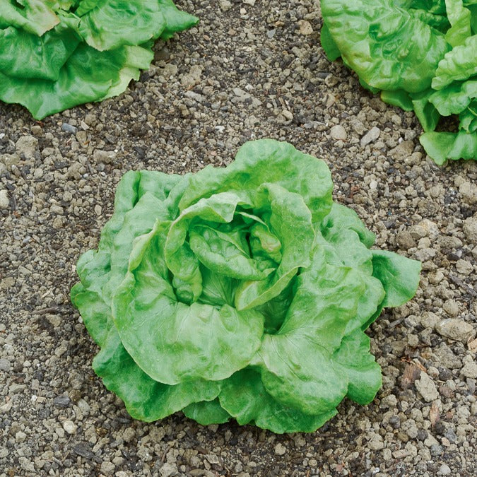 Kopfsalat ‘Du Bon Jardinier’ - Lactuca sativa du bon jardinier - Bakker
