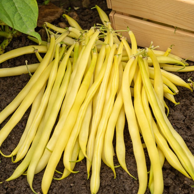 Buschbohne ‘De Rocquencourt’ - Phaseolus vulgaris de rocquencourt - Bakker