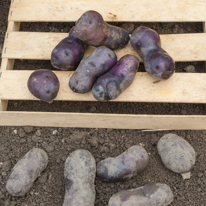 Kartoffel ‘Bleue d’Artois®’ (x10) - Solanum tuberosum bleue d'artois ® (bleue de la man - Bakker