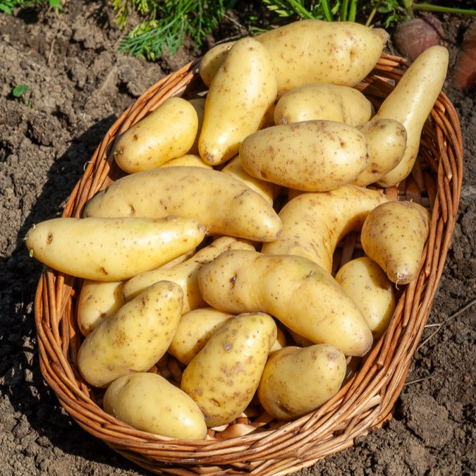 Solanum tuberosum ratte - Kartoffeln ‘Ratte’ (x25) - Kartoffelpflanzen